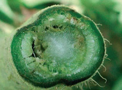 La enfermedad es introducida en un área a través del material vegetal de reproducción.