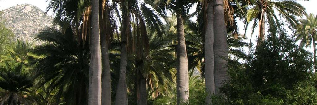 es producto de la sobreexplotación de las palmas durante toda la colonia
