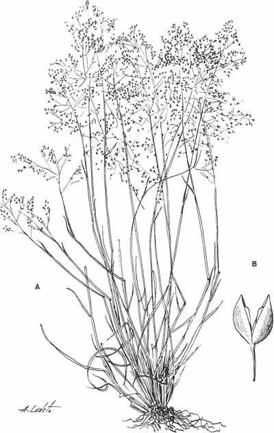 123 LÁMINA XXX.Antinoria agrostidea var.
