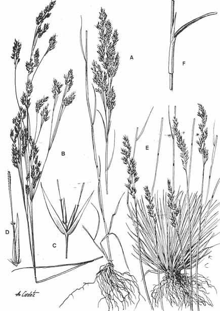 133 LÁMINA XXXIII. Corynephorus fasciculatus: A, base del tallo e inflorescencia. Cdivaricatus subsp.
