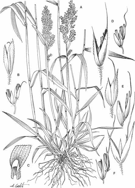 LÁMINA XXXIV. Holcus lanatus: A, base de los tallos e inflorescencias; B, espiguilla y flores; C, lígula. H.annuus: D, espiguilla y flores.