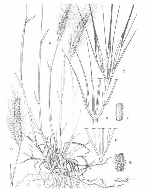 LÁMINA L. Hordeum leporinum: A, aspecto general; B, inflorescencia; C, grupo de espiguillas. H.marinum: D, glumas; E, detalle de la pubescencia de la vaina.