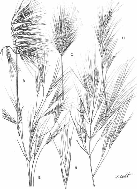 LÁMINA LVII. Bromus tectorum var. tectorum: A, inflorescencia; B, espiguilla.b.rubens var.