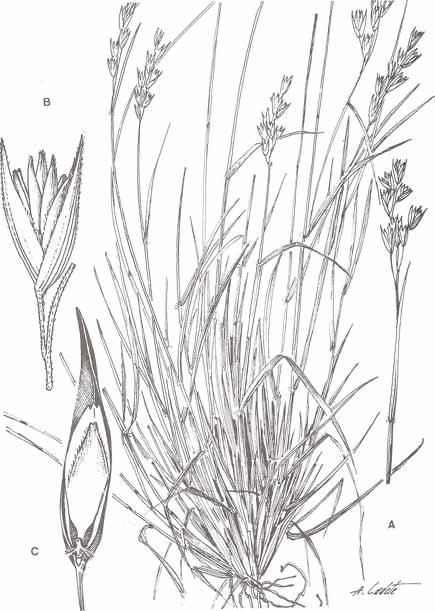 LÁMINA LXIV. Danthonia decumbens.