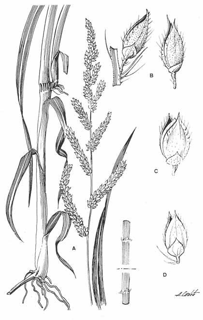 LÁMINA LXXVI. Echinochloa crus-galli subsp.