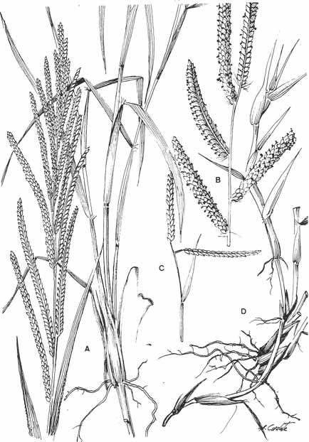 LÁMINA LXXVIII. Paspalum urvillei: A, base de los tallos e inflorescencia. P.dilatatum: B, detalle parcial de la inflorescencia.