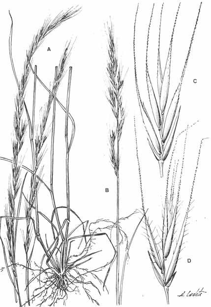 LÁMINA VII. Vulpia myuros subsp, myuros: A, base de los tallos e inflorescencias. V.myuros subsp. sciuroides: B, inflorescencia.