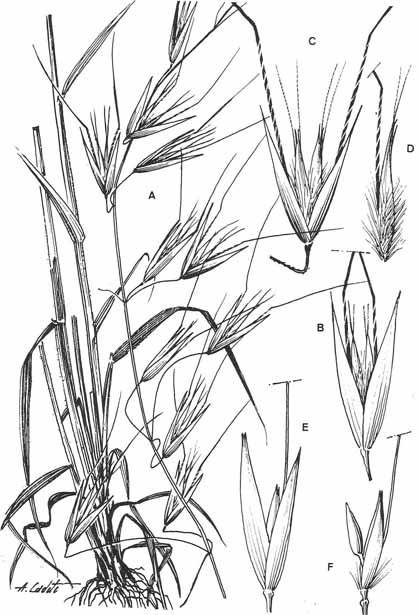LAMINA XIX. Avena barbata subsp. lusitanica: A, base de los tallos e inflorescencia. Avena barbata subsp. barbata: B, espiguilla.