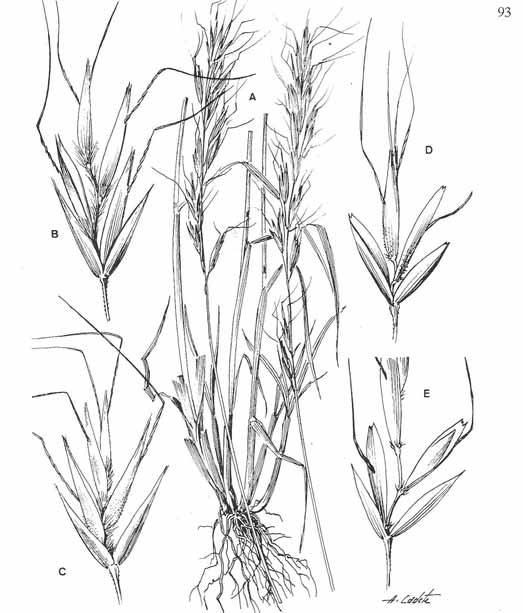 LÁMINA XX. Avenula sulcata subsp. sulcata: A, base de los tallos e inflorescencias; B, espiguilla.a.sulcata subsp. occidentalis: C, espiguilla.