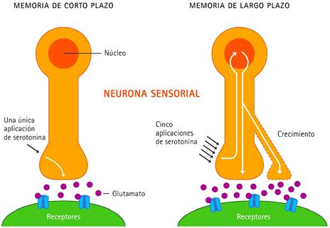 Jornada neurociencias: 475 Revisión de Tema de las interneuronas a neuronas motoras.