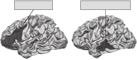 Área temporal inferior izquierda (área 20 de Brodmann), que sustenta la memoria de trabajo a nivel grafémico.