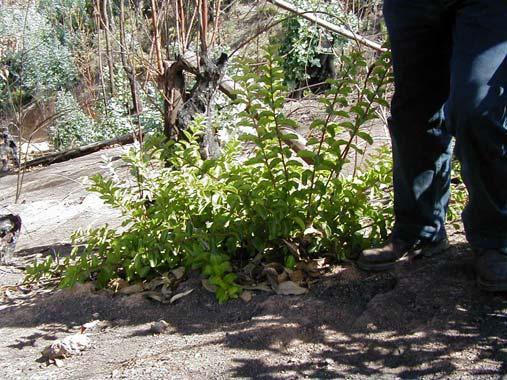 Especies del matorral esclerófilo rebrotan de las cenizas, en un suelo históricamente lavado y erosionado. Se constituye entonces el matorral degradado con una alta presencia de especies invasoras.