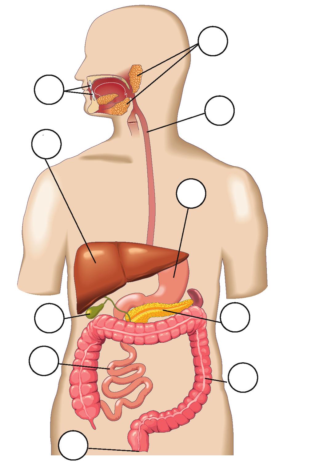 utilizadas por las células del cuerpo. 1. Escribe el nombre de cada una de las partes de este dibujo del sistema digestivo humano e indica sus funciones.