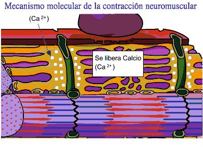 La contractilidad del miocardio depende en gran medida de la concentración de Ca ++ intracelular, y esta a su vez de: la apertura de canales Ca ++ liberación de Ca ++ del retículo sarcoplásmico.