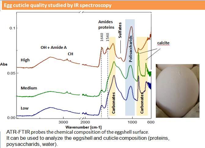 Absorbancia Mejorando la Salubridad del huevo Cutícula Espectroscopia IR para determinar la composición química en la superficie de la cascara.