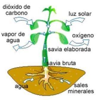 LA FOTOSÍNTESI Les plantes s alimenten gràcies al procés de fotosíntesi. 1. A través de les arrels, les plantes agafen aigua i sals minerals del terra. 2.