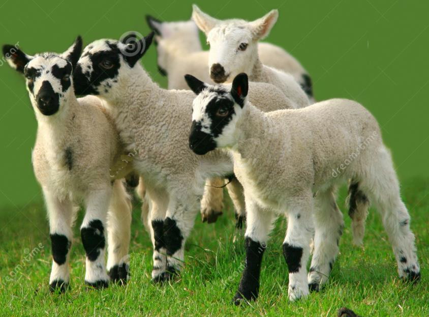 TEMAS A TRATAR Introducción Evolución del rubro ovino Producción ovina