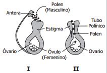 B. el conjunto de estructuras reproductivas femeninas formado por los estambres. C. el conjunto de estructuras reproductivas masculinas formado por los carpelos. D.