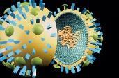 Marzo de 2005: Recomendación de la vacunación de varicela en una cohorte elegida por cada comunidad autónoma