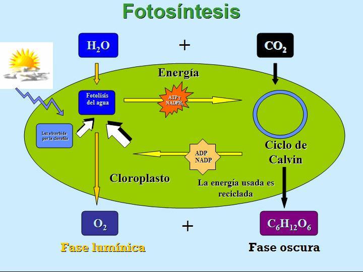 Fase clara de la fotosíntesis - PDF Descargar libre