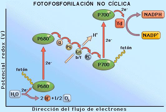 Fase luminosa acíclica En esta fase se producen tres fenómenos: 1. Fotolisis del agua 2. Síntesis de NADPH 3.
