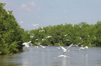 Convención de Ramsar, es un tratado intergubernamental que sirve de marco