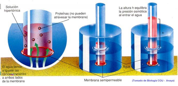 Ósmosis El fenómeno de ósmosis es el paso de un disolvente puro a una disolución que está separada por una membrana