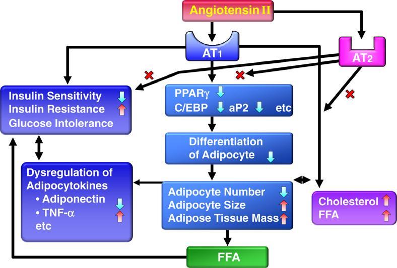 Efectos de la Angiotensina II en el tejido adiposo