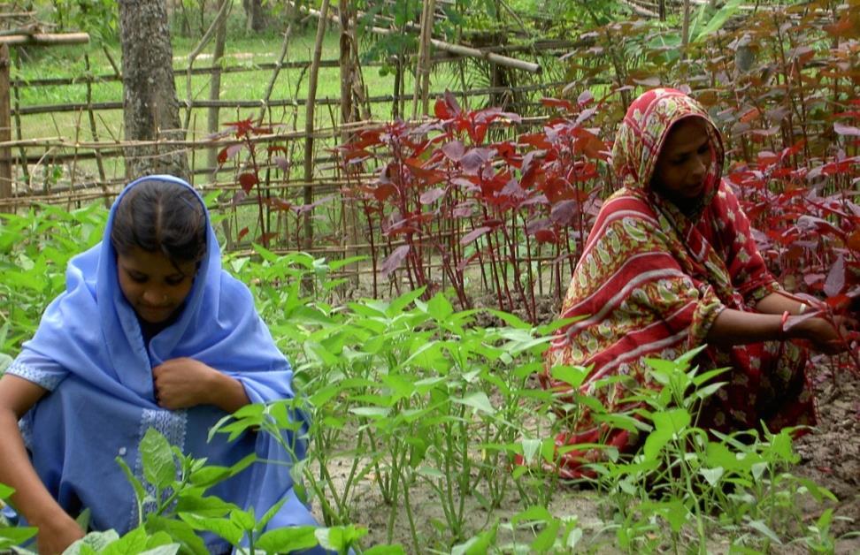 Ejemplos de Casos exitosos: 22 Producción de Alimentos en el Patio Huertos familiares en Bangladesh y África de Sur resultaron en: Estado de Vitamina A más alto Ingreso de mujeres aumentado Ingesta