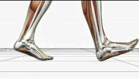 ANEXOS FIGURA 1: ANATOMÍA Y BIOMECÁNICA DEL TOBILLO Y PIE El tobillo y pie es la parte más distal de la extremidad inferior, que realiza movimientos de flexión y extensión durante la marcha sobre el