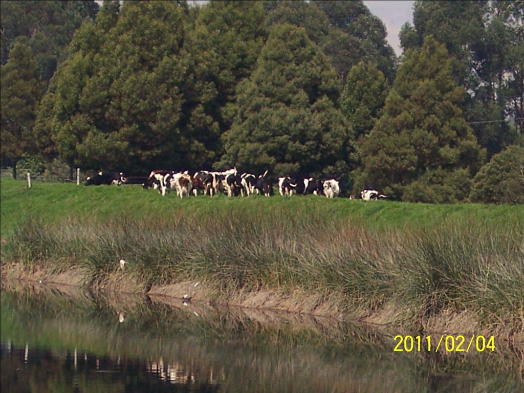 2011 Esas vacas son de un