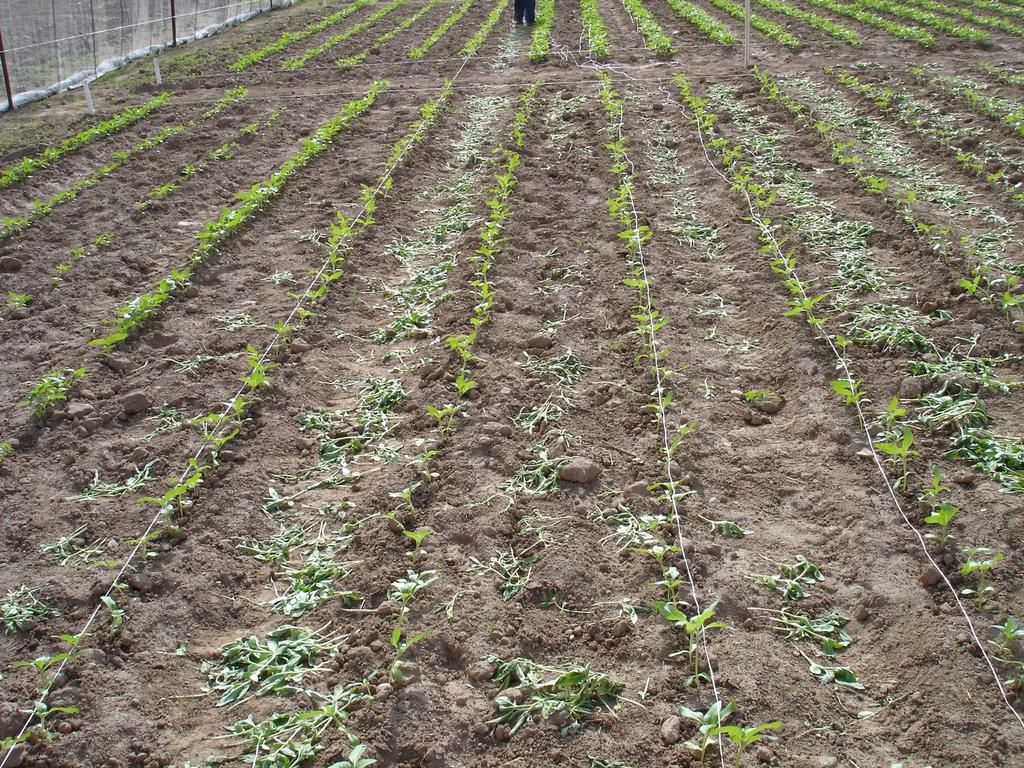 Actualmente, con la aparición en el mercado de las nuevas variedades de girasol con Sistema Clearfield, que se caracterizan por ser variedades resistentes a herbicidas de la familia de las