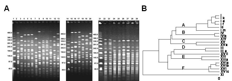 Acinetobacter baumannii 1983-2012 PFGE Pulsotipo I CC113/79 Pulsotipos XVI CC110/25