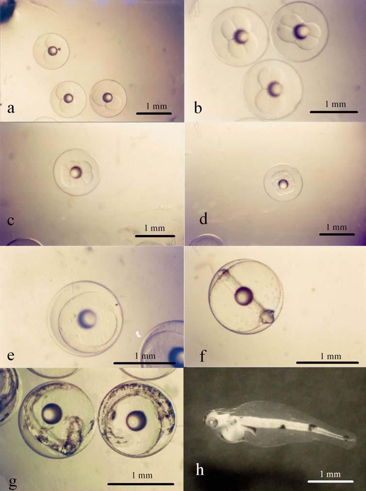 Desarrollo de M. australis cultivadas en laboratorio. BUSTOS, C. ET AL. FIGURA 1. Desarrollo embrionario y larval temprano de Merluccius australis.