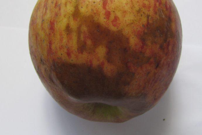 Síntomas: los daños por bajo o 2 generalmente se manifiestan en el interior del fruto y rara vez en la epidermis. Inicialmente la pulpa huele a alcohol, debido a la fermentación.