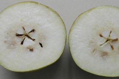 Los síntomas externos son similares a los de la escaldadura blanda y consisten en áreas amarronadas de márgenes definidos en la piel, que pueden ser pequeñas o cubrir la mayor parte del fruto.