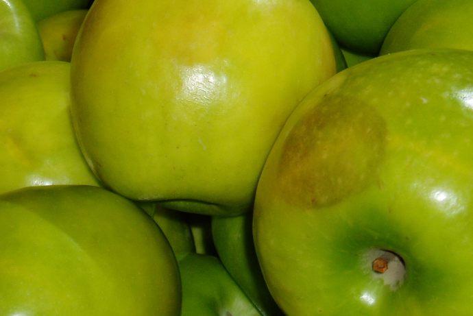 Daños mecánicos: Golpes y Rolado Especies que afecta: las manzanas son más susceptibles a los golpes y las peras son más susceptibles al rolado.