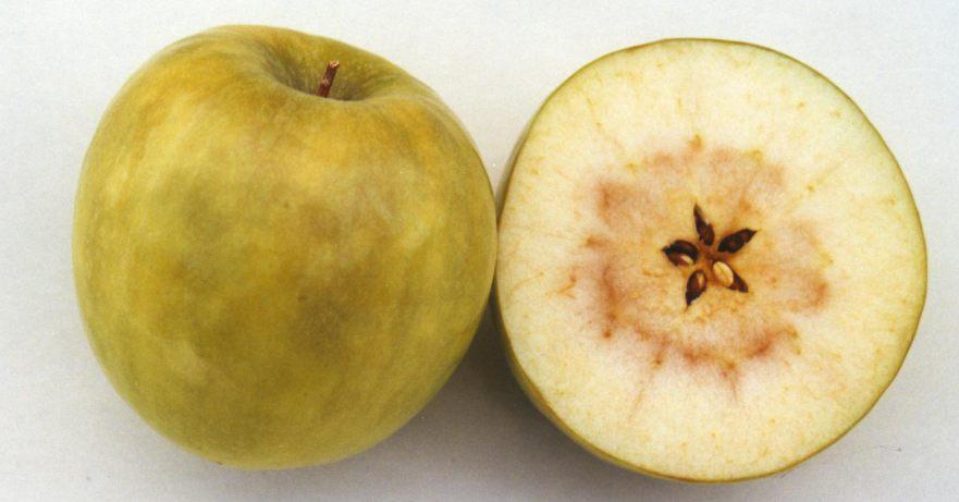 Algunos frutos pueden presentar cavernas. En la epidermis del fruto aparecen zonas irregulares de coloración más oscura y/o brillante de aspecto vítreo y translúcido.