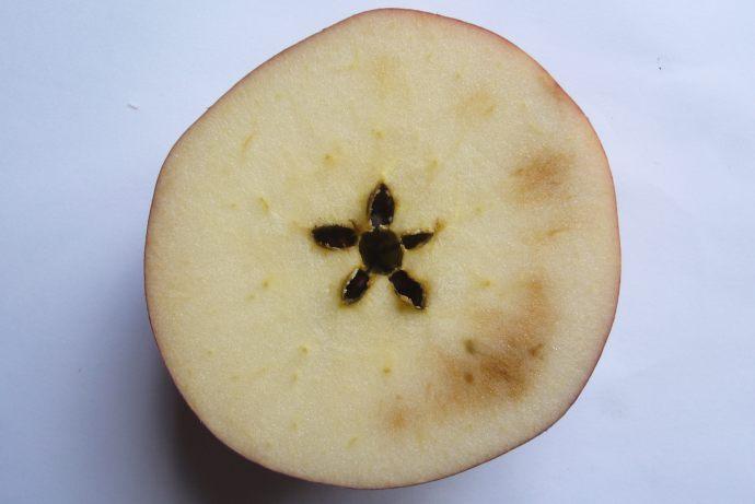 Decaimiento de senescencia (Senescent breakdown) Especies que afecta: la variedad de manzana más susceptible es Red Delicious y sus clones. La variedad de pera más susceptible es William's.