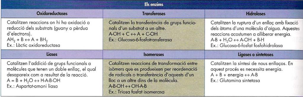 Nomenclatura i clasificació dels enzims Làctic oxidoreductasa Nom del substrat Transformació que provoca acabada en -asa