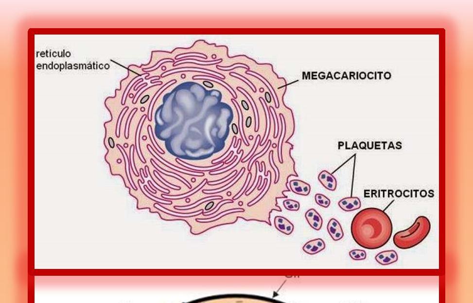 000/mm 3 Papel fundamental en la hemostasia.