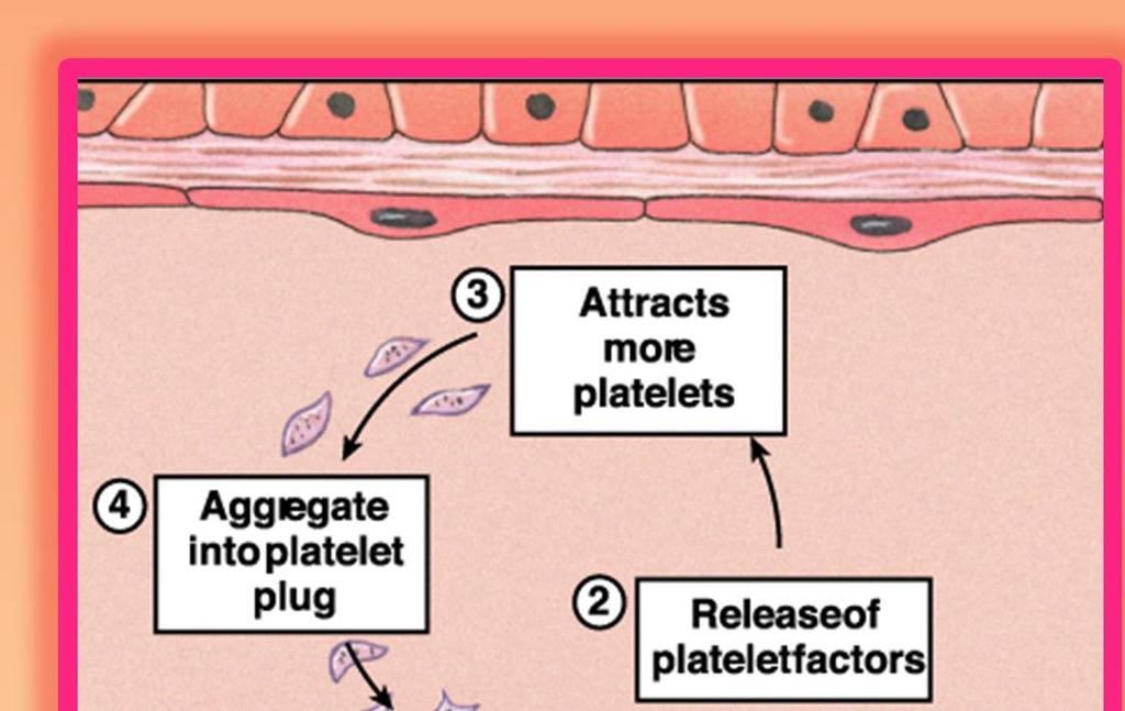 Formación del tapón plaquetario Reclutamiento de mas plaquetas Se