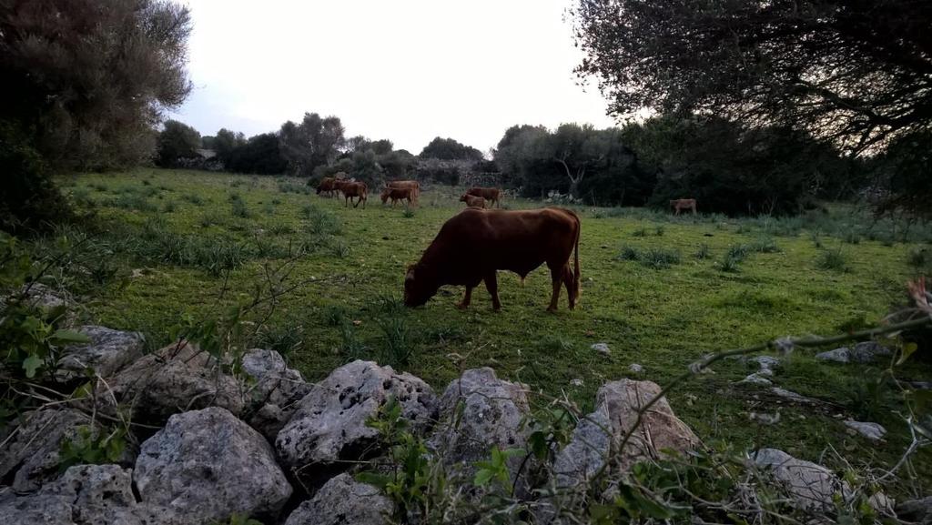 Vacas de carne Toro y