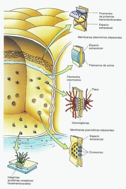 Reparar o sustituir células dañadas o envejecidas. Reproducir al propio organismo: formación de gametos. En este caso la división es especial y se denomina meiosis. 4.