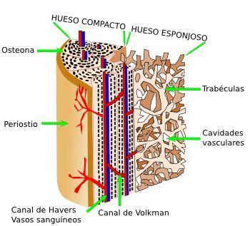 Estructura del tejido óseo: e) TEJIDO SANGUÍNEO La sangre es considerada por numerosos autores como un tipo especializado de tejido conectivo compuesto de células y una matriz extracelular líquida