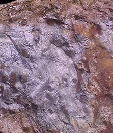 PRE-LABORATORIO ORIGEN DE LAS ROCAS METAMÓRFICAS Graterol (2009) En esta vista de cerca, se puede observar como los fragmentos de la roca quedaron aglomerados por recristalización En la siguiente