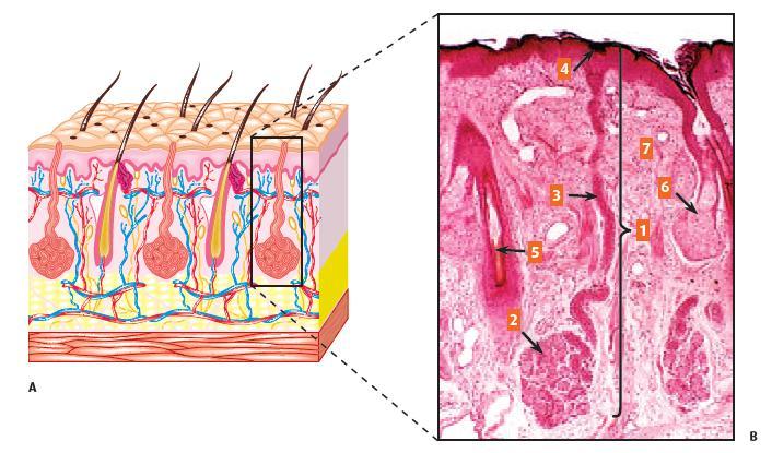 Figura 16-18. A. Esquema que muestra las glándulas sudoríparas. B.