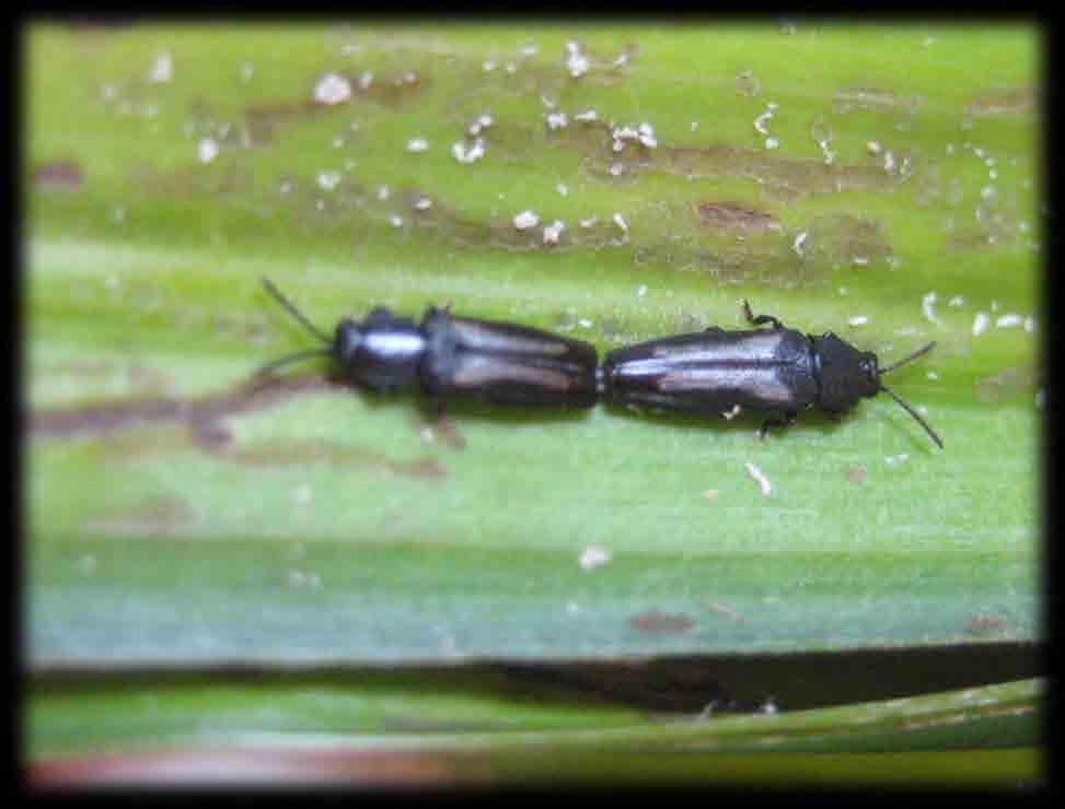 Marco teórico Taxonomía Phylum: Arthropoda Class: Hexapoda (including Insecta) Subclass: Pterygota Order: Coleoptera