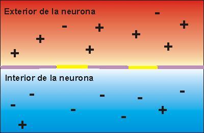 Principios Generales La transmisión neuromuscular se inicia cuando el