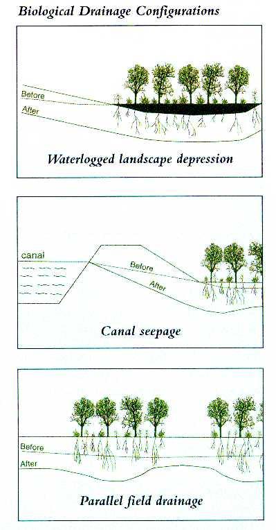 Drenaje biológico Implantación de árboles de raíces profundas y elevada ET que bombean el agua del freático, bajando su nivel.